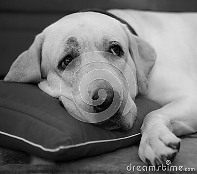 Sleepy labrador Stock Photo