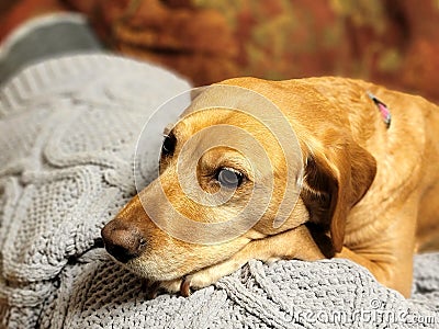 Sleepy Labrador with Blanket Stock Photo