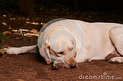 Sleepy labrador dog Stock Photo