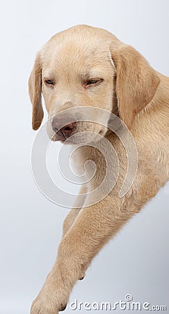 Sleepy labrador puppy Stock Photo