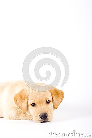 Sleepy Labrador retriever puppy Stock Photo