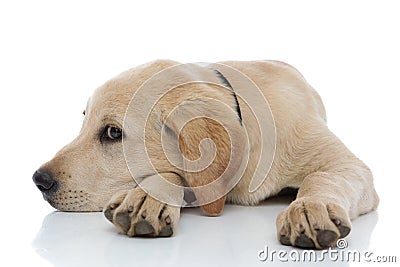 Sleepy labrador retriever rests its head on paw while lying down Stock Photo