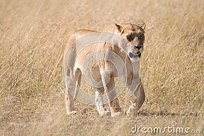 Sleepy lioness walking slowly across African savannah Stock Photo