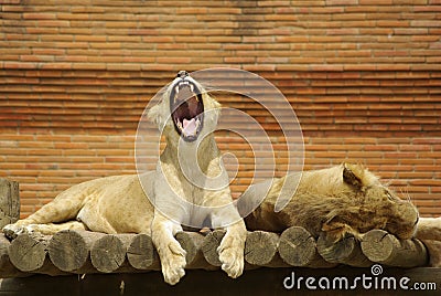 Sleepy Lions Stock Photo