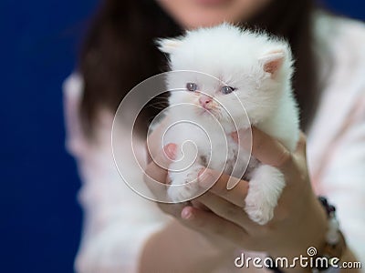 Sleepy little kitten in female hands on blue background Stock Photo