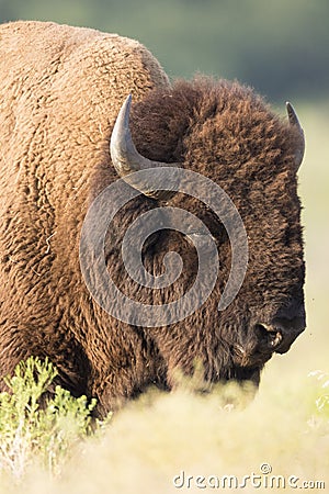 Sleepy lone buffalo Stock Photo