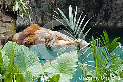 Sleepy Male Lion at Malaysia National Zoo Stock Photo