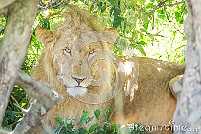 Sleepy male lion resting in the bushes in the Maasai Mara national park (Kenya). Stock Photo