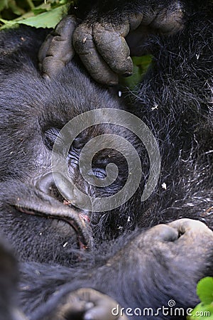 sleepy mountain gorilla Stock Photo
