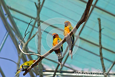 Sleepy orange sun conure parrot on a tree branch Stock Photo