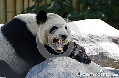 Sleepy Panda Stock Photo