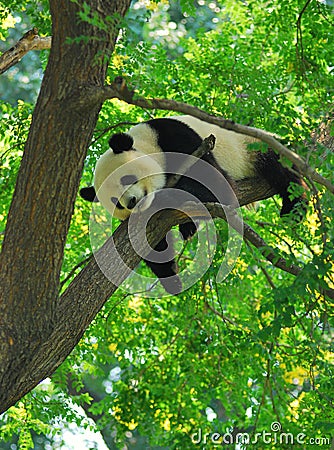 Sleepy Panda On the tree Stock Photo