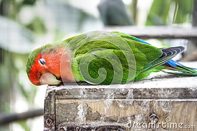 Sleepy Parakeet Stock Photo