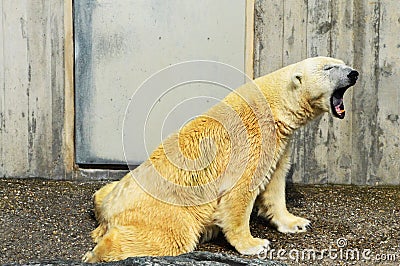 Sleepy polar bear Stock Photo