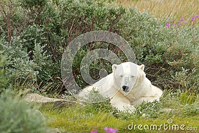 Sleepy Polar Bear 1 Stock Photo
