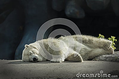 Sleepy Polar Bear Stock Photo