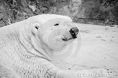 Sleepy polar bear portrait in black and white Stock Photo