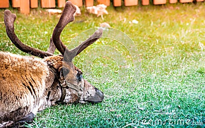 Sleepy polar deer lying on green grass Stock Photo