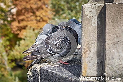 City birds. Sleepy puffed up pigeon Stock Photo