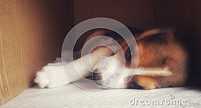 Sleepy Puppy Stock Photo