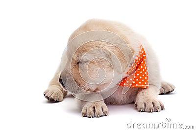 Sleepy puppy dog barely holding its head - lying on white Stock Photo