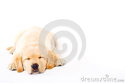 Sleepy Puppy Labrador retriever cream Stock Photo