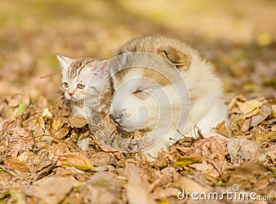 Sleepy puppy lying together with kitten on fallen leaves Stock Photo