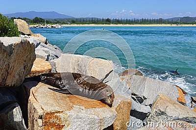 Sleepy seal on rocks at Narooma Stock Photo