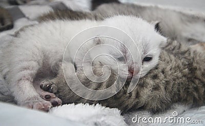 Sleepy Silver shaded BSH kitten Stock Photo