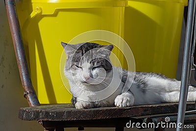 Sleepy tabby cat lazing about under the sunlight outside, struggling against the desire to nap Stock Photo