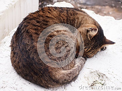 A sleepy Tabby - Cat Stock Photo