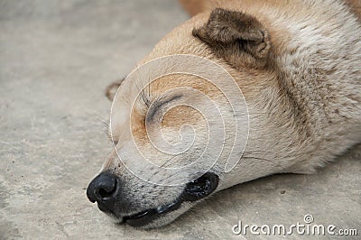 Sleepy Thai dog. Stock Photo