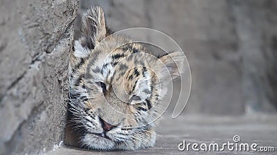 Sleepy Tiger Baby Lying on Ground, Tired Expression, Beautiful and Dangerous  Animal, 4K Video, Slow Motion. Stock Footage - Video of face, danger:  140430144