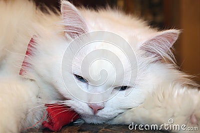 Sleepy white cat with blue eyes Stock Photo