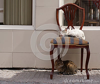 sleepy white cat on vintage chair. tabby cat looking back under chair. Stock Photo