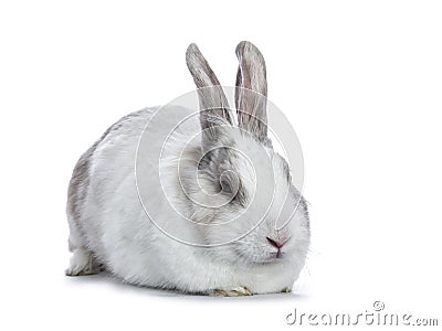 Sleepy white with grey shorthair bunny Stock Photo