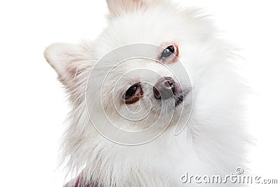 Sleepy white pomeranian dog Stock Photo