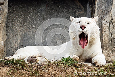 Sleepy white tiger portrait Stock Photo