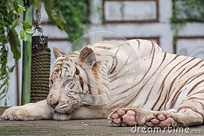 sleepy white tiger at zoo Stock Photo