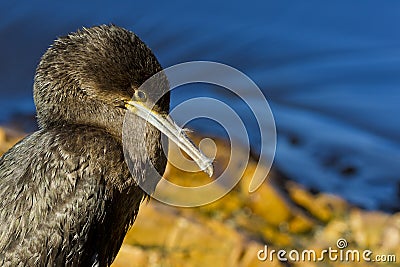 Sleepy young Cormorant Stock Photo