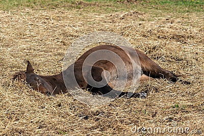 Sleepy young Icelandic horse foal in sunlight Stock Photo