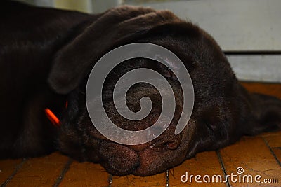 Sleepyhead labrador puppy Stock Photo