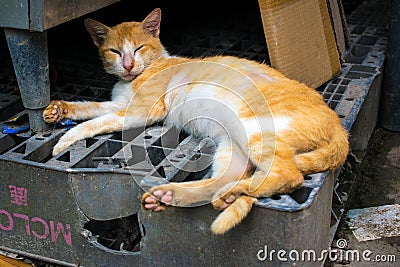 Sleepyhead Yellow Tabby Cat Stock Photo