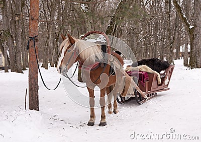 Sleigh Stock Photo