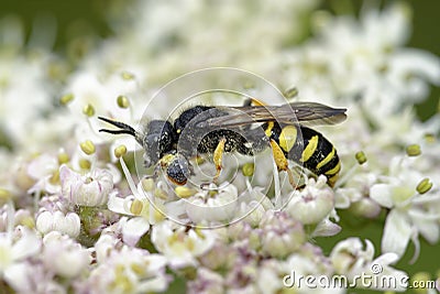 Slender-bodied Digger Wasp Stock Photo