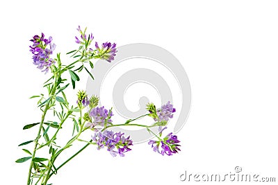 Slender Bush Clover Stock Photo