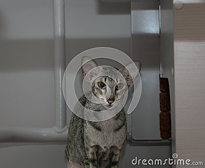 A slender gray oriental shorthair cat with green eyes and large ears sits against a gray wall. Stock Photo