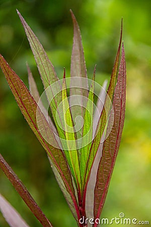 Luminous, slender green and Burgundy leaves in extreme close up, appear to have internal light source Stock Photo