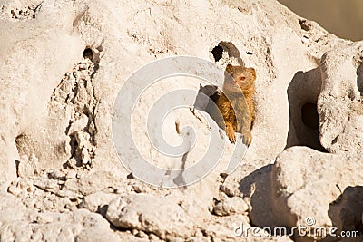 Slender Mongoose Stock Photo