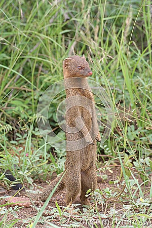 Slender mongoose Stock Photo
